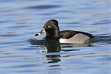 Ring-necked Duckborder=